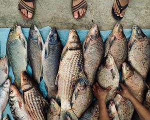 Open Explorer: Zeb Hogan on a Mekong mission to photograph the river’s lost and endangered fish species